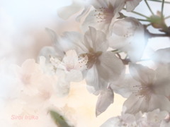 輝ける明日