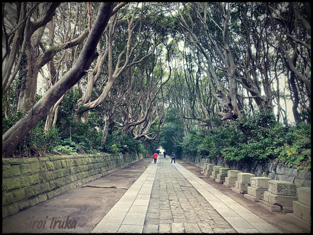 酒列磯前神社の樹そう