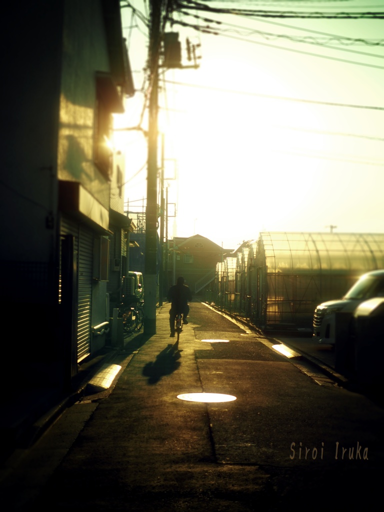 夕陽色の道