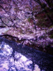 桜色のmemories