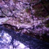 桜色のmemories
