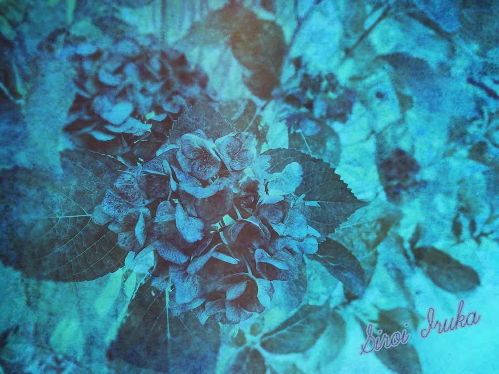 藍　会　愛