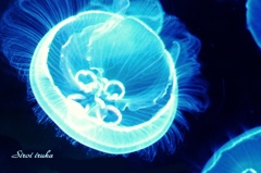 ふわふわクラゲ