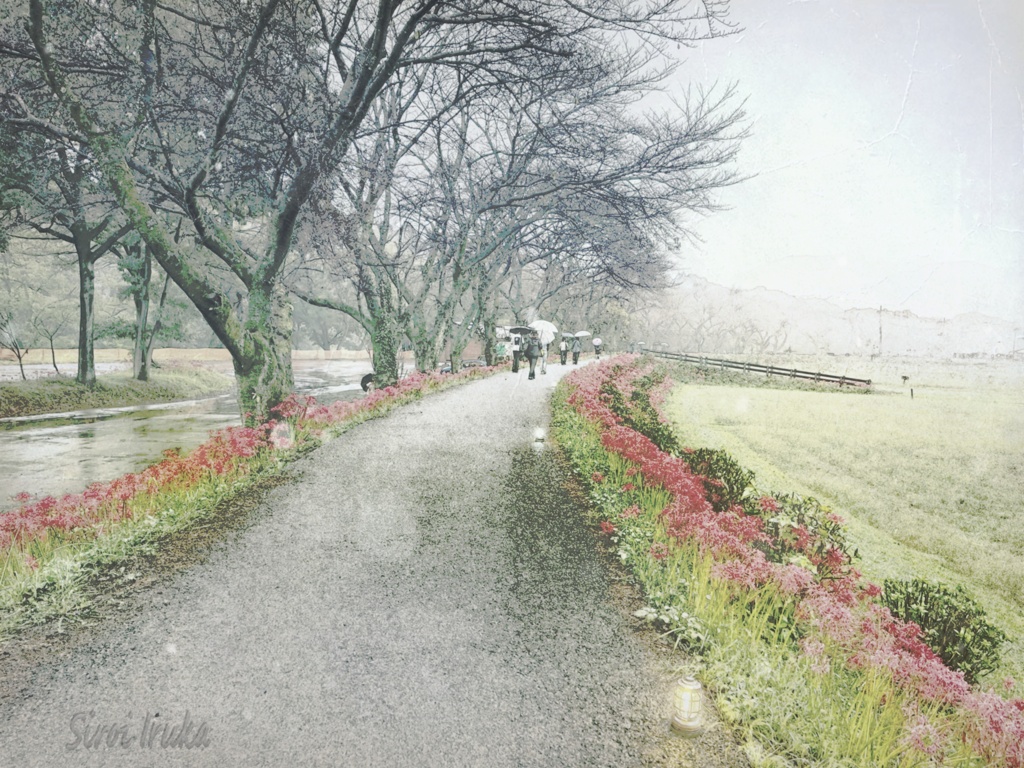 雨の巾着田