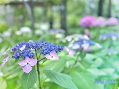 紫陽花の楽園