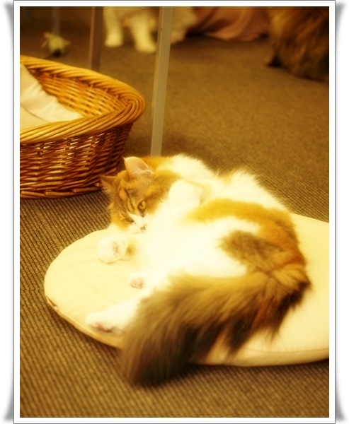 猫カフェ⑩