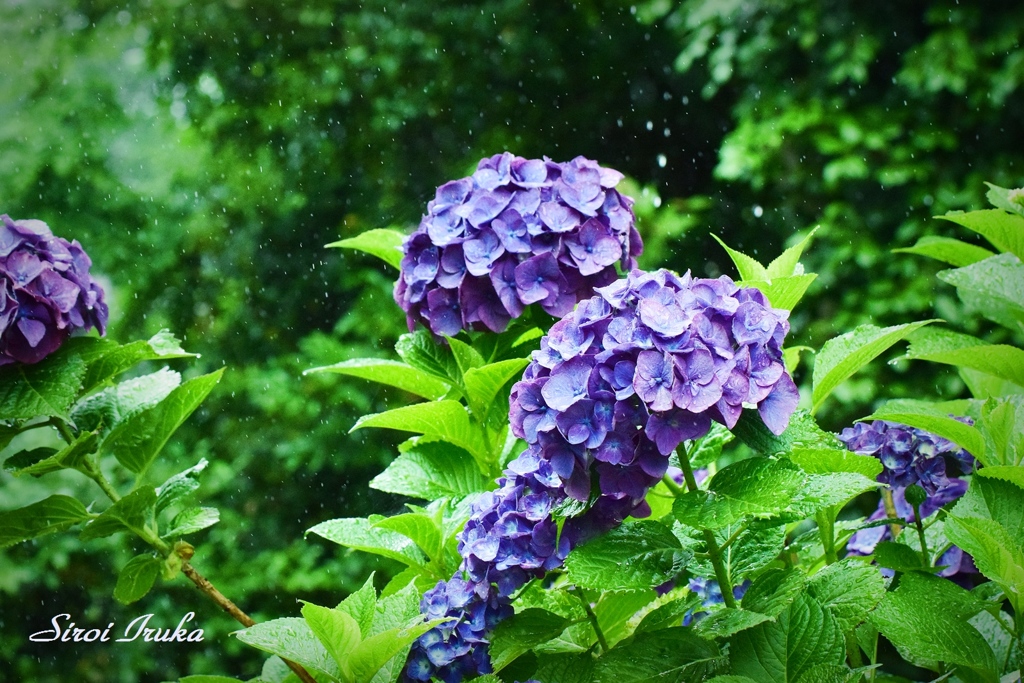 雨に咲く