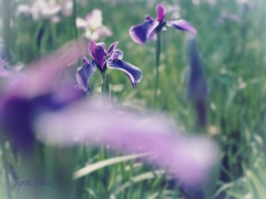 今年も素敵なお花が見れました！