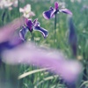 今年も素敵なお花が見れました！