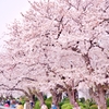 満開桜