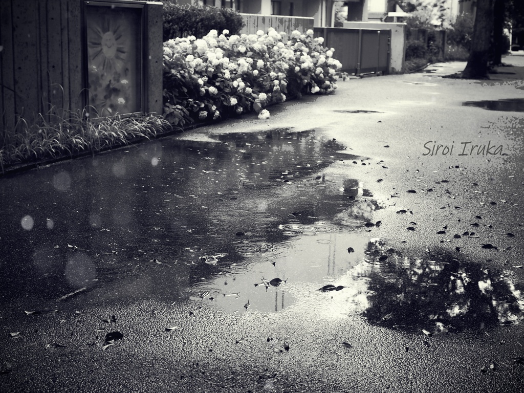 雨の日の通り道