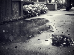雨の日の通り道