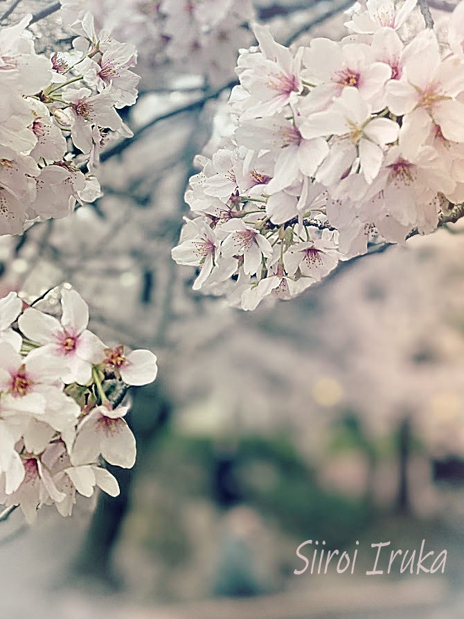 うっとり桜