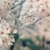 うっとり桜