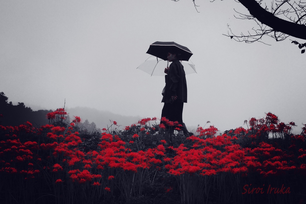 雨に咲く曼殊沙華