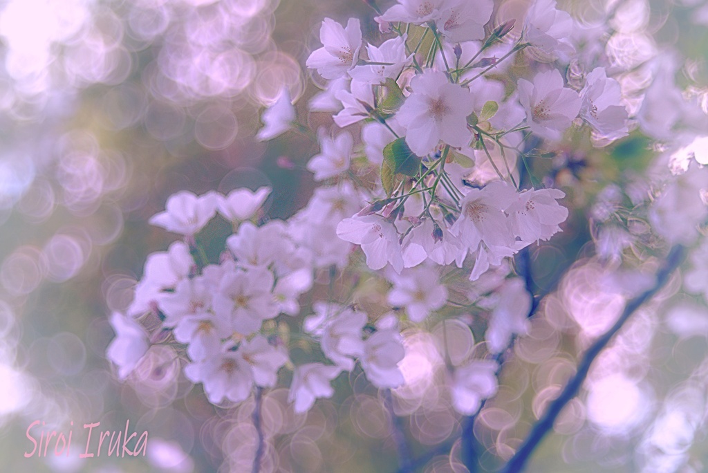 キラ☆キラな春