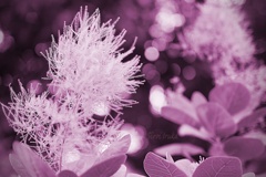 フサフサなお花