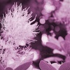 フサフサなお花