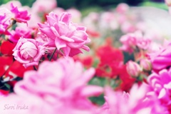 貴方は薔薇より美しい