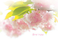 柔らかな桜色