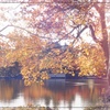 秋色に輝く湖畔