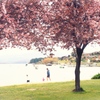 桜と湖