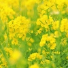 菜の花