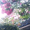 雨上がりのお散歩