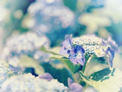 光と紫陽花