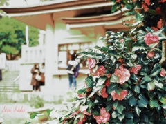 神社と椿