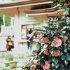 神社と椿