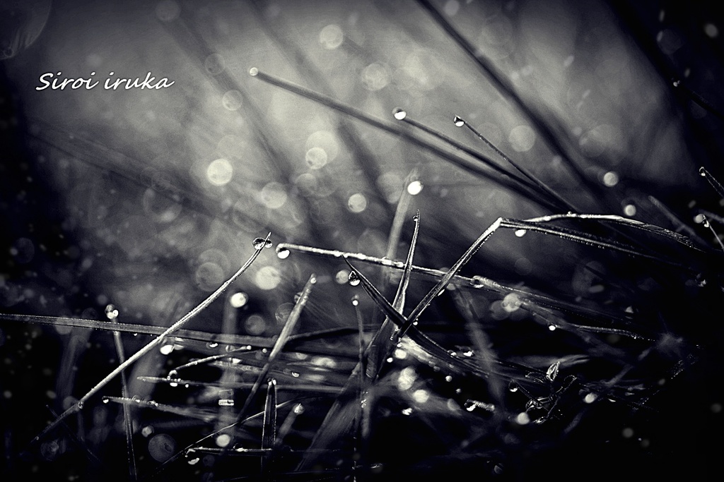 雨の囁き
