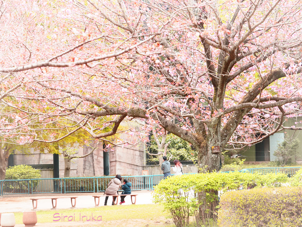 孫と一緒