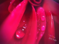 携帯マクロレンズ(100均)　4