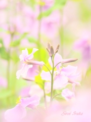 ボケがたりな～い！　　レンズが欲しい　( ˘•ω•˘ ).｡oஇ