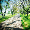 散歩道