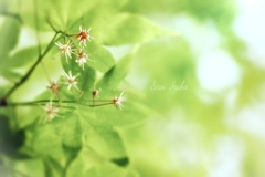 花芯
