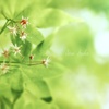 花芯