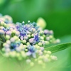 紫陽花のブーケ