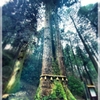 樹齢500年の御神木