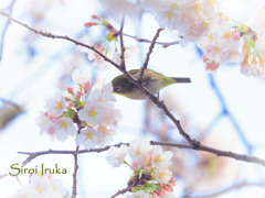 祝。。。初野鳥のメジロさん♡