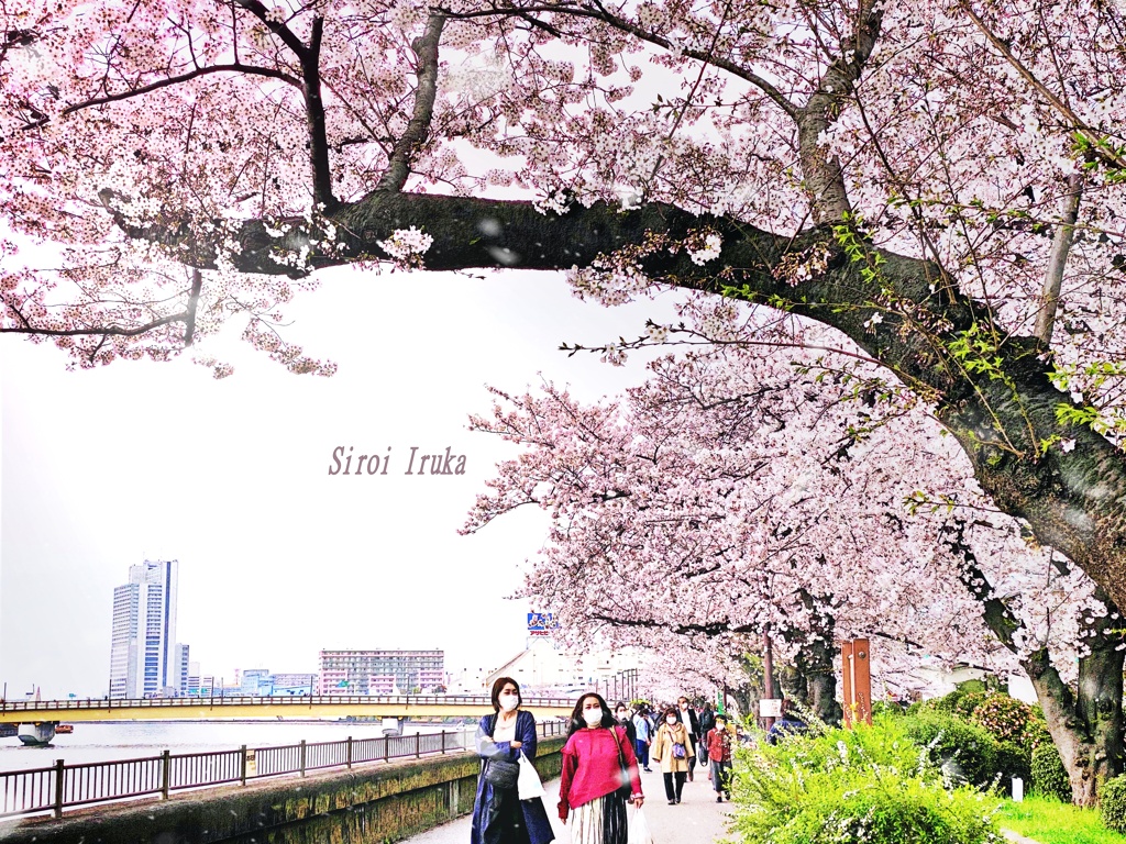 桜　舞い散る頃
