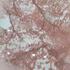 桜色の思い