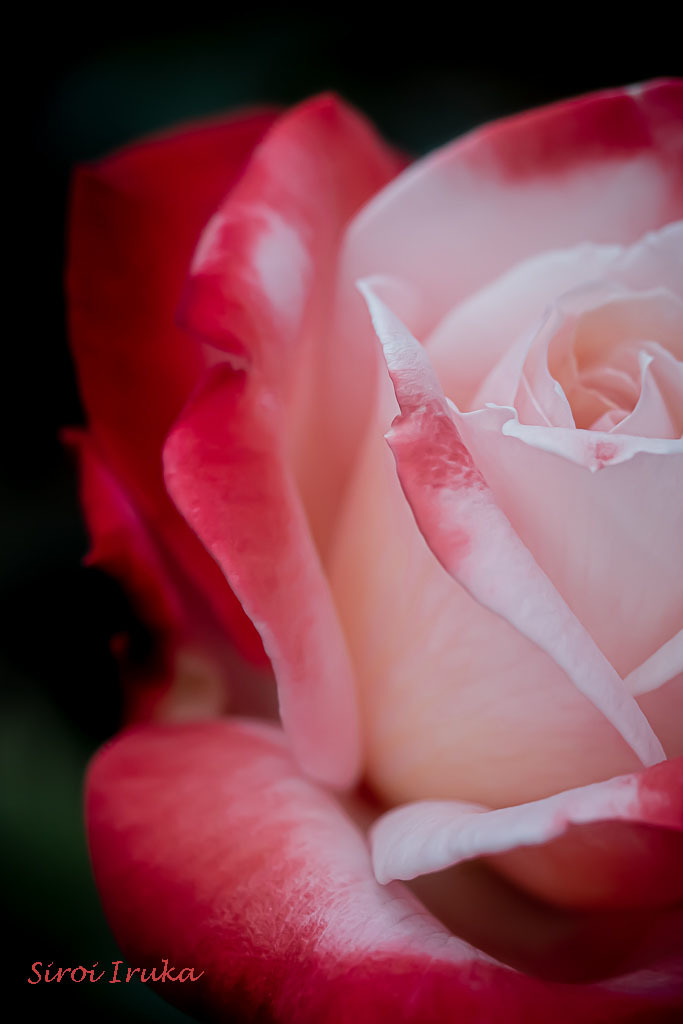 ＲＯＵＧＥ
