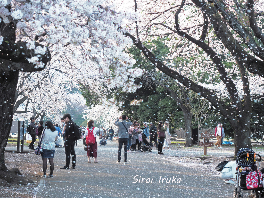 桜吹雪