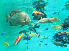 色とりどりのお魚