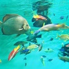 色とりどりのお魚