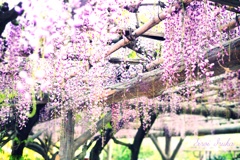 紫色の髪飾り
