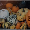 Various　pumpkins