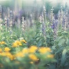 Blueの森